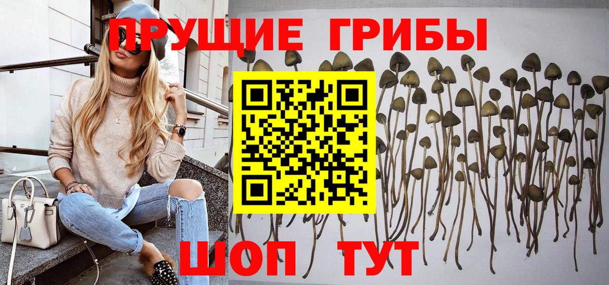 Галлюциногенные грибы Psilocybe  Вход с VPN  Лениногорск  Псилоцибиновые грибы Cubensis 